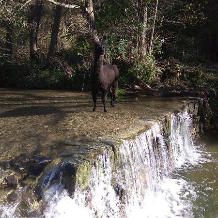 Cros  Chambre Cevennes: Piscine, Lamas, Riviere מראה חיצוני תמונה
