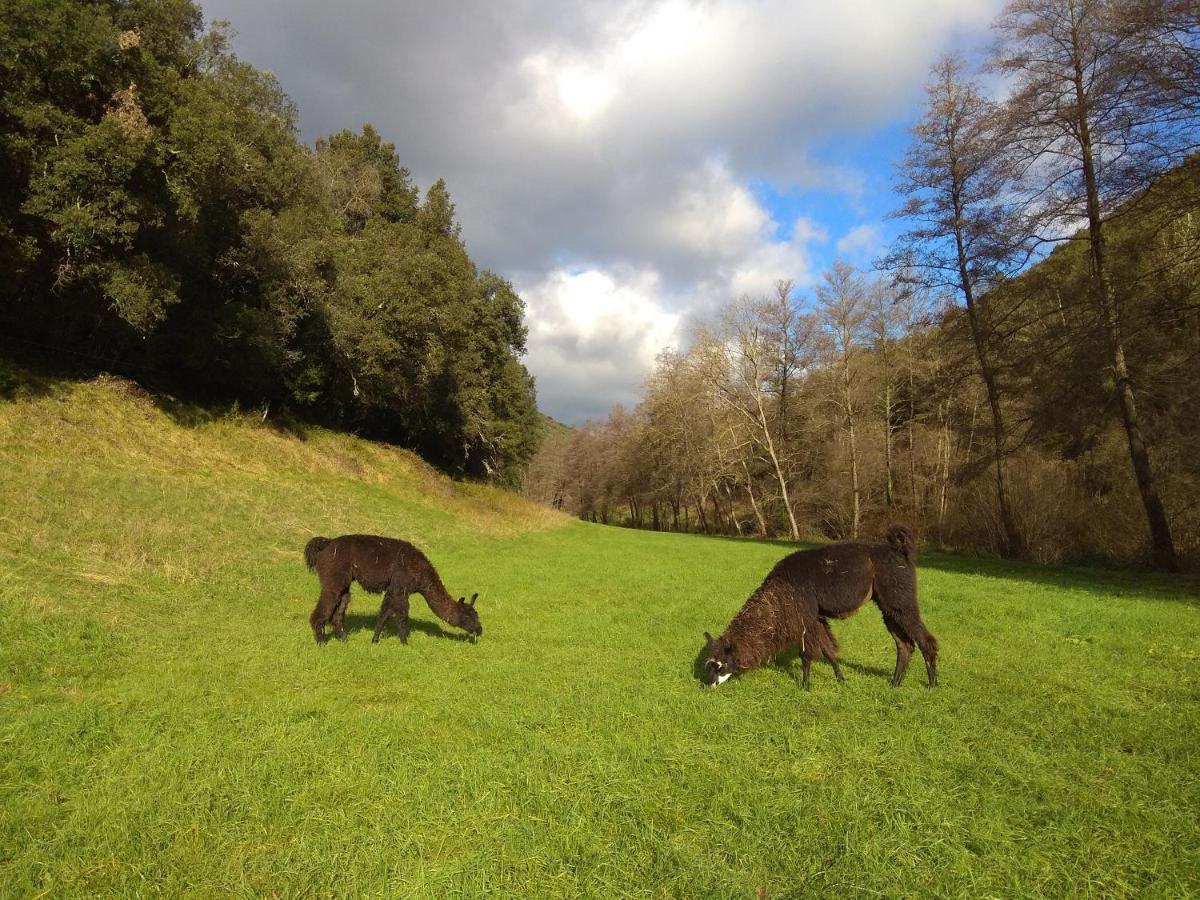 Cros  Chambre Cevennes: Piscine, Lamas, Riviere מראה חיצוני תמונה