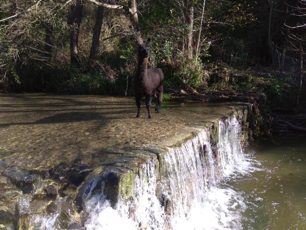 Cros  Chambre Cevennes: Piscine, Lamas, Riviere מראה חיצוני תמונה