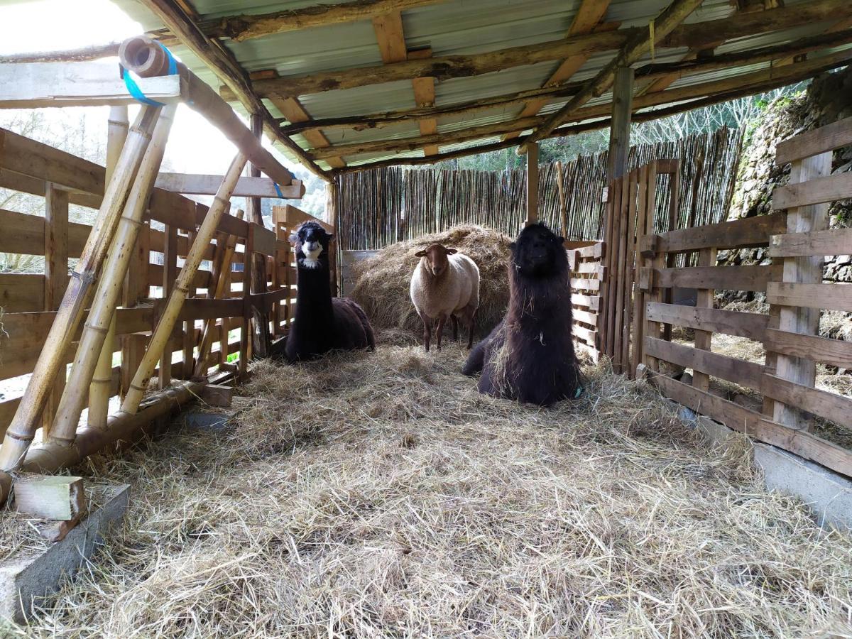 Cros  Chambre Cevennes: Piscine, Lamas, Riviere מראה חיצוני תמונה