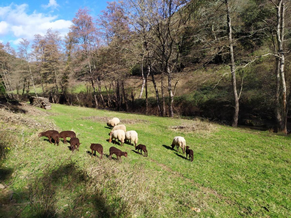 Cros  Chambre Cevennes: Piscine, Lamas, Riviere מראה חיצוני תמונה